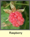 raspberry (s� craobh)