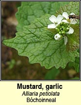 mustard,garlic (bchoinneal)