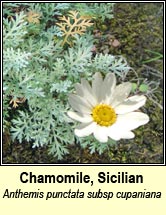 chamomile,sicilian