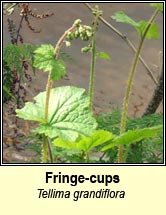 fringe-cups