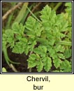 chervil,bur (peirsil bhog)