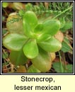 stonecrop,lesser mexican