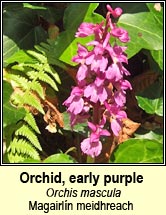 orchid,early purple (magairln meidhreach)