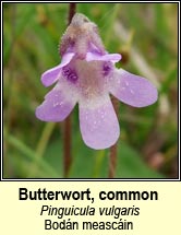 butterwort,common (bodán meascáin)