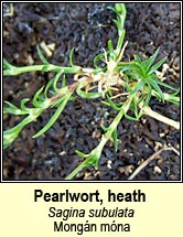pearlwort,heath (mongán móna)