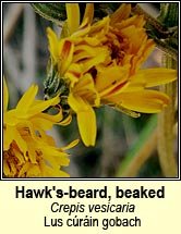 hawksbeard,beaked (lus cúráin gobach)