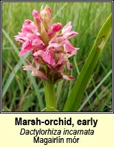 orchid,marsh,early (magairlín mór)