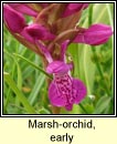 orchid,marsh,early (magairl�n m�r)