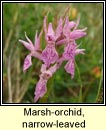 orchid,marsh,narrow-leaved (magairln caol)