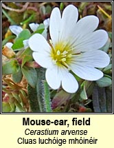 mouse-ear,field (cluas luchóige mhóinéir)