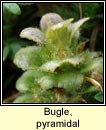 bugle,pyramidal (glasair bheannach)