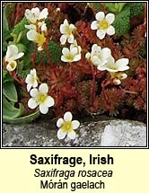 saxifrage,irish (mórán gaelach)