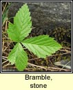 bramble,stone (s� na mban m�n)