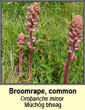 broomrape,common (múchóg bheag)
