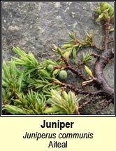 juniper (aiteal)