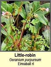 little-robin (eireaball rí)