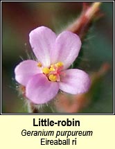 little-robin (eireaball rí)