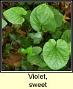 violet,sweet (sailchuach chumhra)