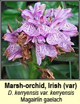 orchid,marsh var kerryensis