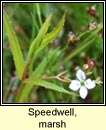 speedwell,marsh (lus cr� corraigh)