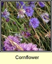 cornflower (gormán)