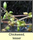 chickweed,lesser