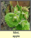 mint,apple