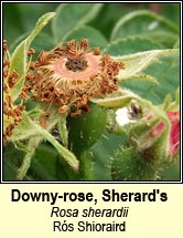 rose, downy-rose,Sherards (rós Shioraird)