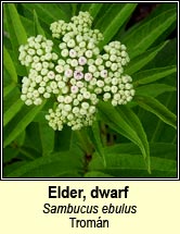 elder,dwarf (tromán)