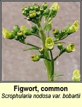 figwort,common, var bobartii