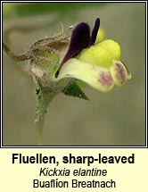 fluellen,sharp-leaved (buaflíon Breatnach)