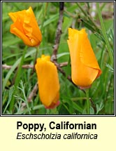 poppy,californian