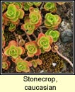 stonecrop,caucasian
