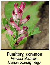 fumitory,common (camán searraigh díge)