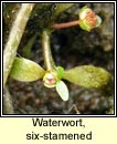 waterwort,six-stamened (bosán te)
