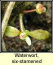 waterwort,six-stamened (bosn te)