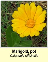 marigold,pot