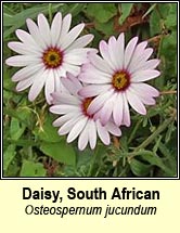 daisy,south african
