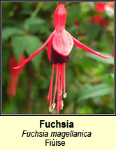 fuchsia (fiúise)