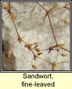sandwort,fine-leaved (gaineamhlus mín)