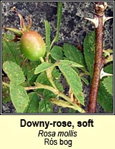 rose, downy-rose,soft (rós bog)