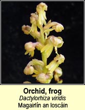orchid,frog (magairlín an loscáin)