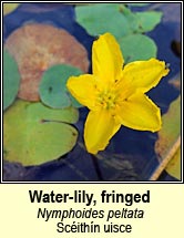 water-lily,fringed (scéithín uisce)
