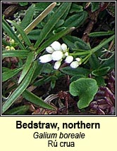 bedstraw,northern (rú crua)