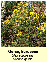gorse,european (aiteann gallda)