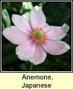 anemone,Japanese