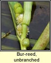 bur-reed,unbranched (r�sheisc lom)