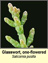 glasswort,one-flowered