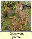 glasswort,purple