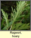 ragwort,hoary (Buachal�n liath)
